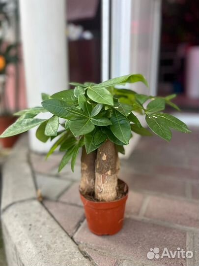 Пахира 5 стволов плетенный