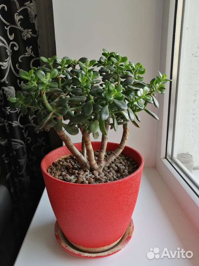 Крассула толстянка