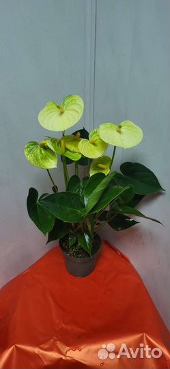 Комнатные растения цветы антуриум разные
