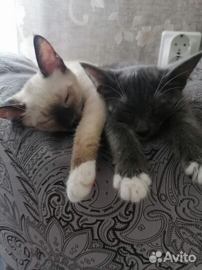 Тайские котята