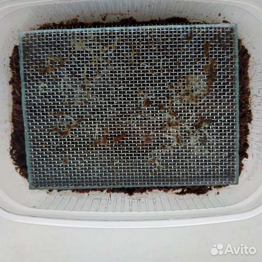 Живые корма для аквариумных рыб