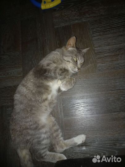 Кот отдам бесплатно
