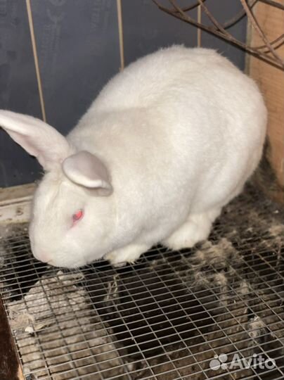 Кролики мясных пород