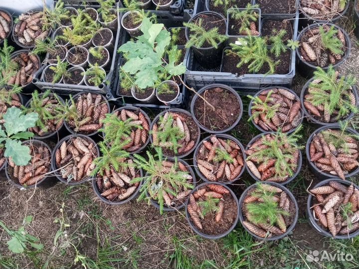 Ель обыкновенная