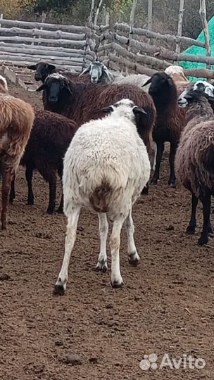 Курдючные бараны овцы