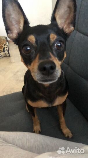 Русский той-терьер вязка