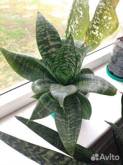 Сансевиерия