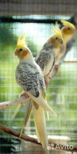 Попугай корелла