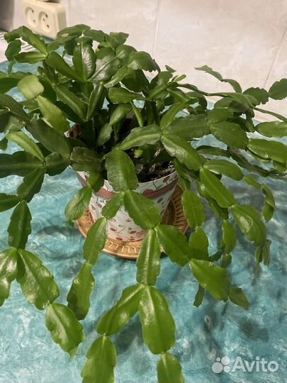 Комнатные цветы