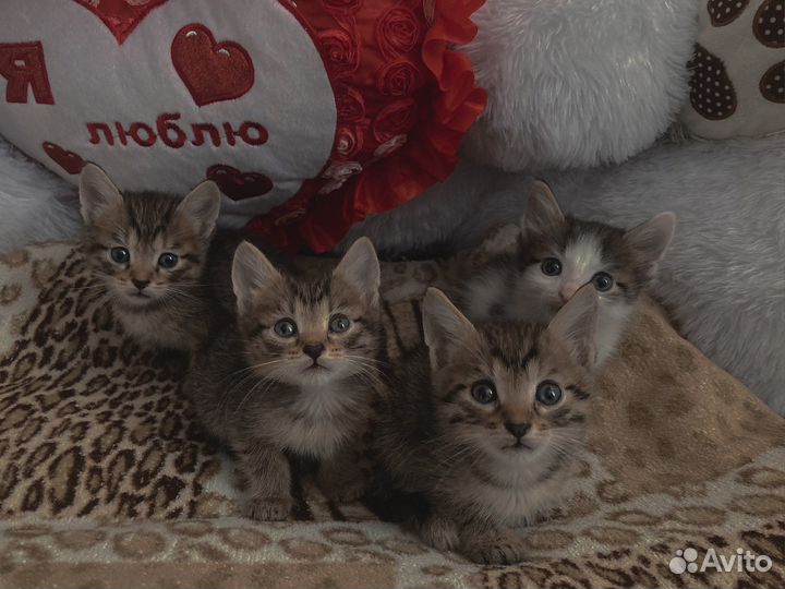 Котята в добрые руки