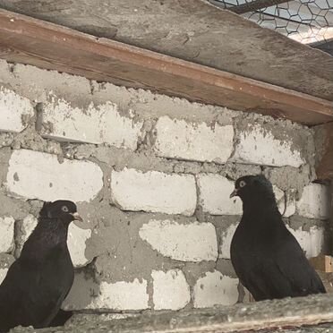 Голубь