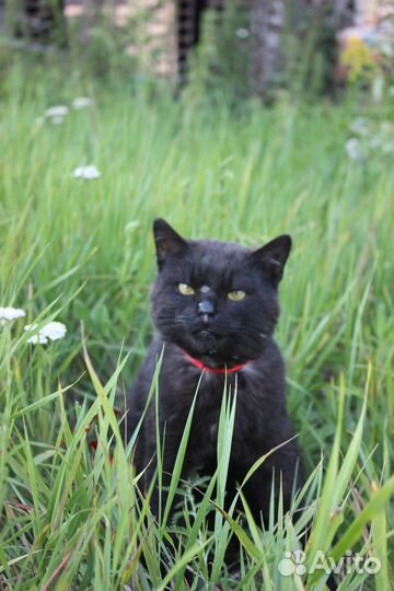 Черный брутальный Бруно :)