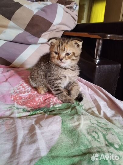 Британские котята
