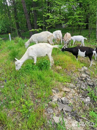 Молодняк зааненских козочек
