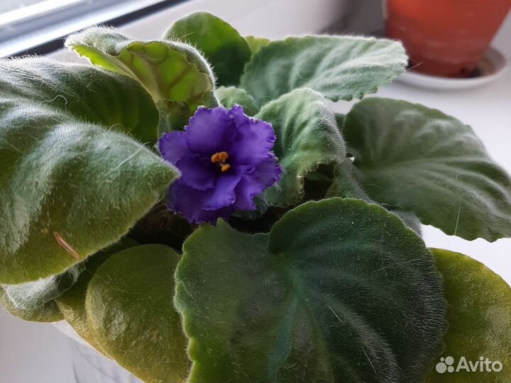 Фиалка сортовая