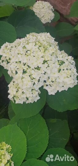 Продаются гортензии (древовидные и метельчатые)