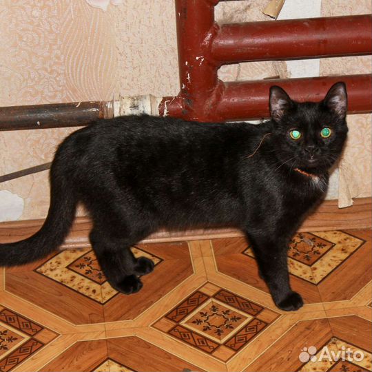 Молодой котик ищет добрые ручки