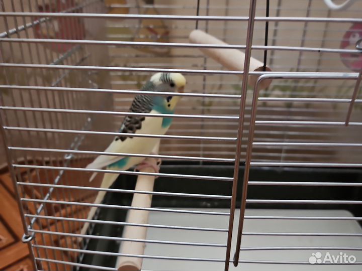 Попугай с клеткой