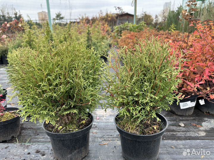 Туя тинни тим