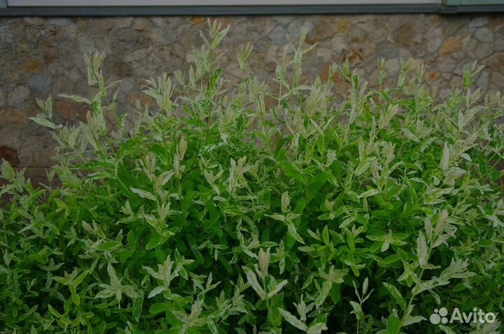 Декоративные растения. Ивы