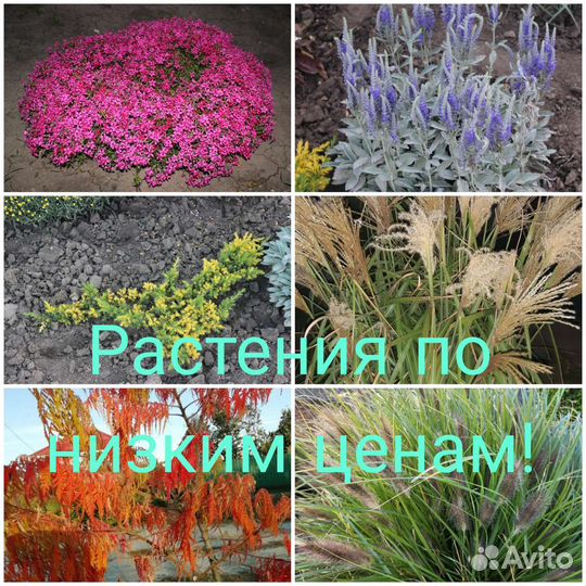 Декоративные кустарники