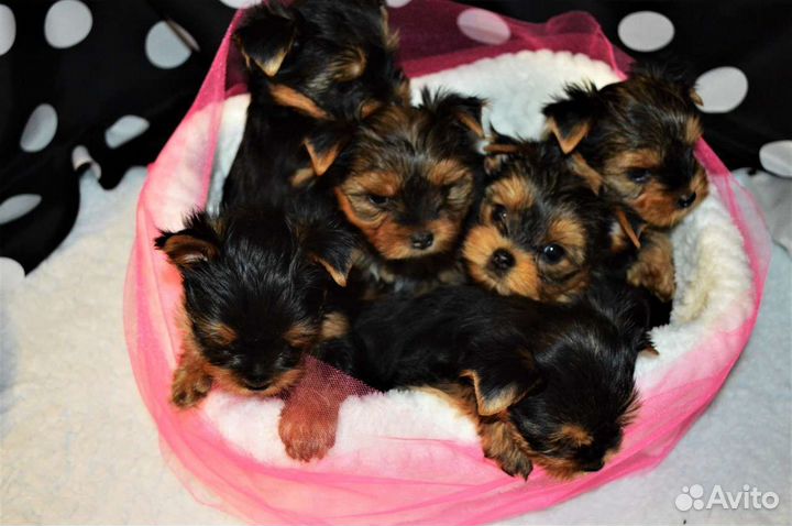 Щенки йоркширского. терьера