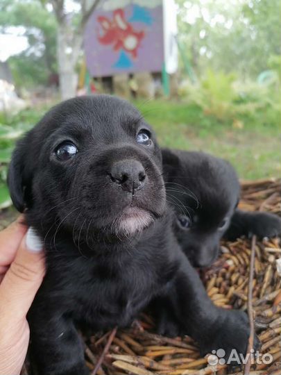 Собаки щенки бесплатно