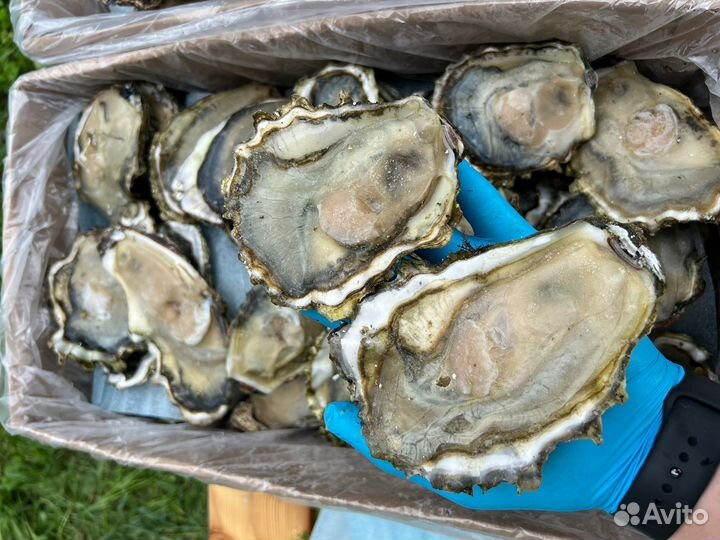 Устрица Хасанская на полустворке