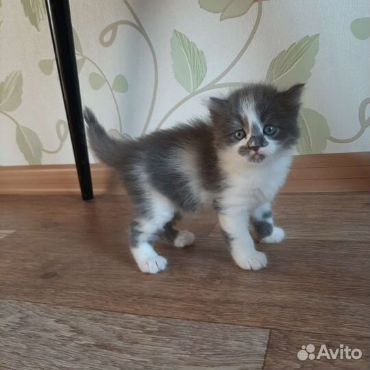 Котенок серый в дар