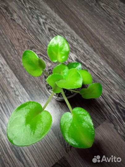 Фиалки сортовые