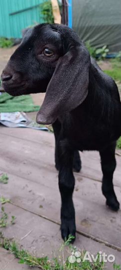 Англо Нубийская козочка