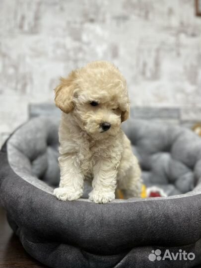 Мальтипу f1 девочка скор