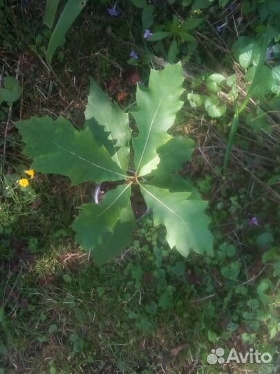 Саженцы болотного дуба (Quercus palustris)