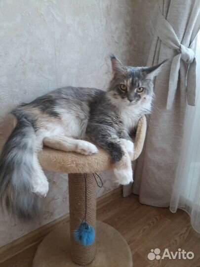 Отдам кошку в добрые руки
