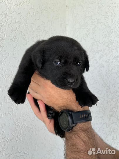 Щенки лабрадора