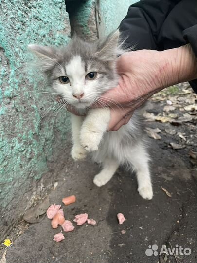 Уличные котята