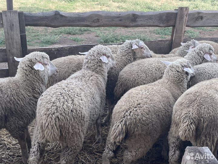 Ярка мериноланд