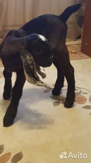 Козлята шами