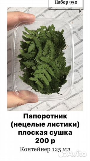 Папоротник