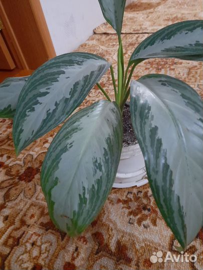 Аглонемы и дифенбахия