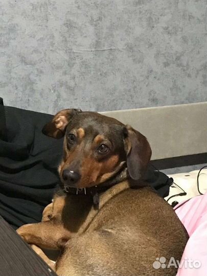 Маленькая собака породистая