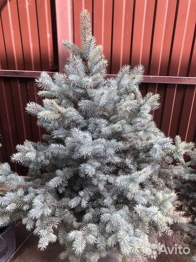 Ель голубая в горшке