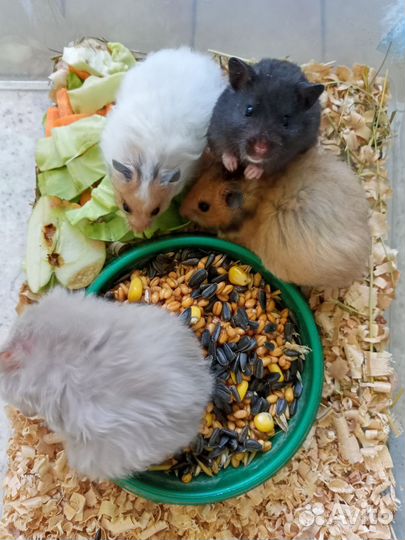 Сирийские хомячки