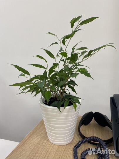 Фикус бенджамина с горшком, отводки фикуса