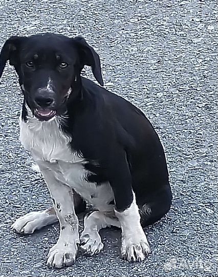 Щенок в добрые руки