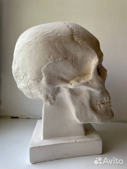 Череп анатомический