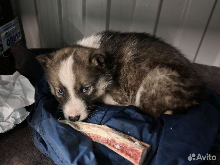 Отдам щенка хаски