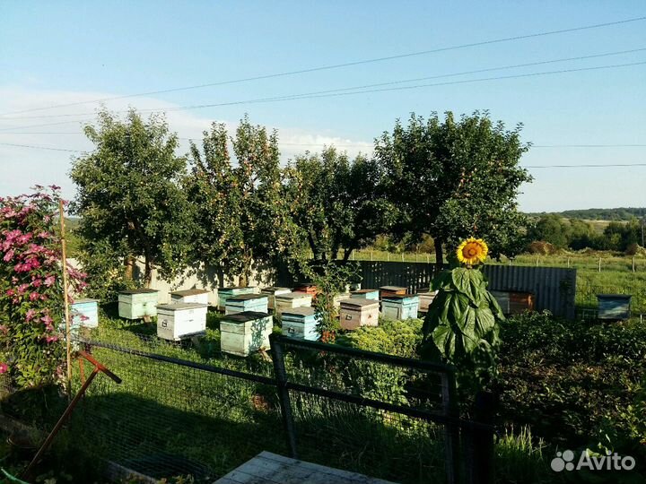 Мёд гречишный