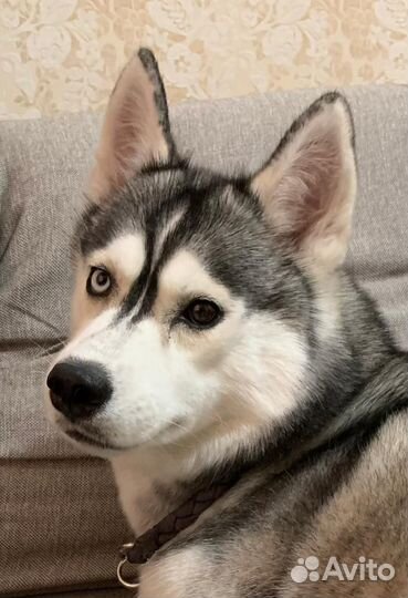 Сибирский хаски