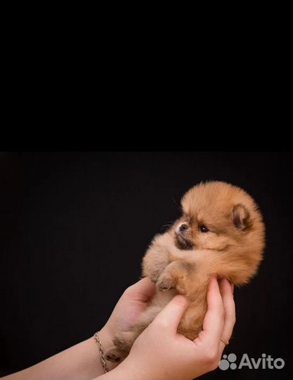 Щенки шпица мини